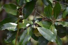 Sideroxylon persimile