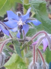 Borago