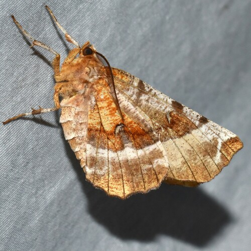 Kent's Geometer Moth photo 5