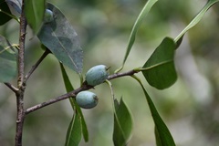 Sideroxylon persimile