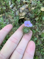 Leptosiphon montanus
