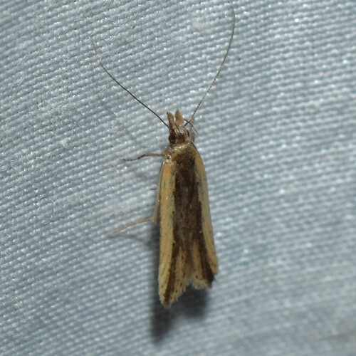 Palmerworm Moth and Allies photo 3