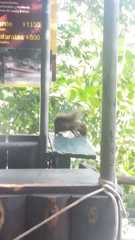 Sciurus aestuans ingrami