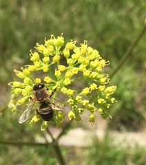 Apis mellifera