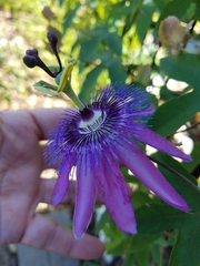 Passiflora amethystina × caerulea
