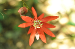 Passiflora miniata