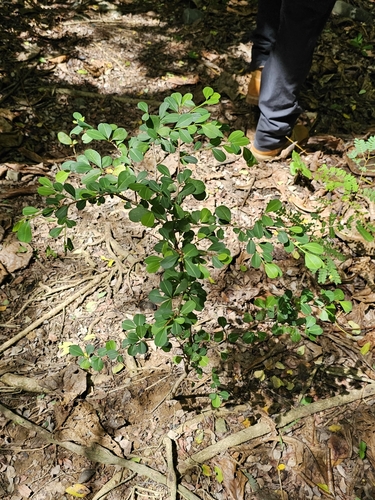 Erythroxylum brevipes, photograph 5