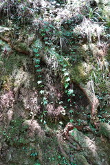 Tetrastigma obtectum glabrum