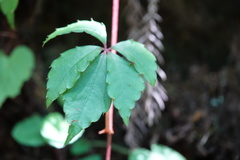 Tetrastigma obtectum glabrum
