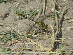 Phanogomphus militaris