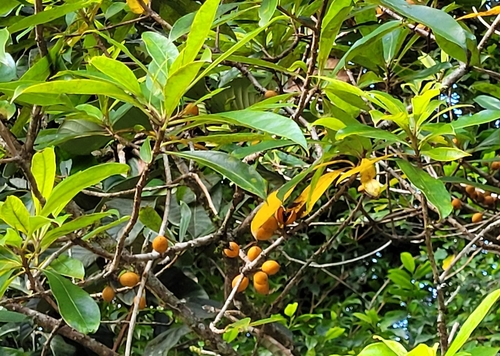 Pittosporum resiniferum observed 2024-03-31