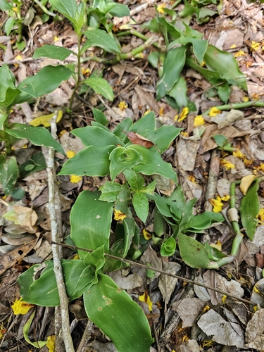 Callisia fragrans