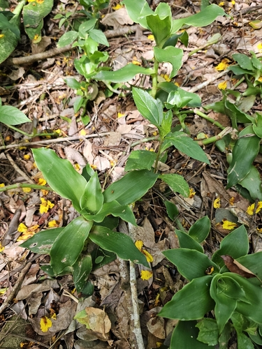 Callisia fragrans