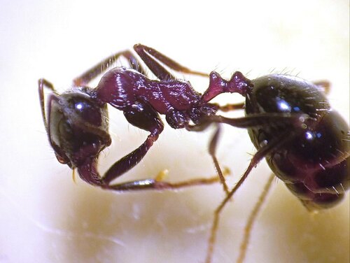 邻近收获蚁Messor vicinus