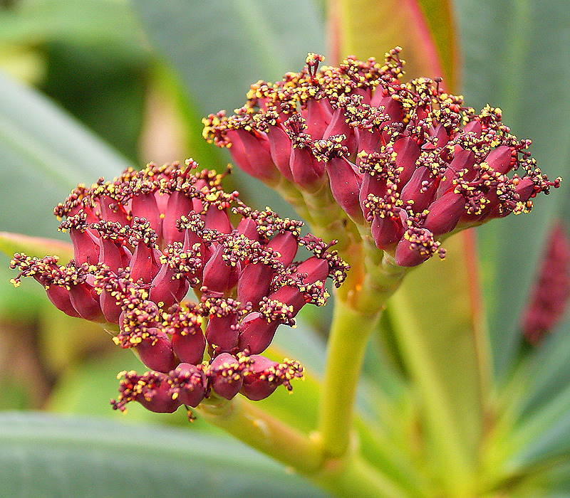 Euphorbia pachypodioides