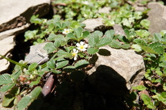 Fragaria hayatae