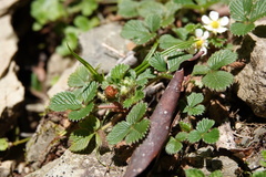 Fragaria hayatae