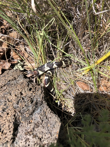 iNaturalist observation photo of California King Snake