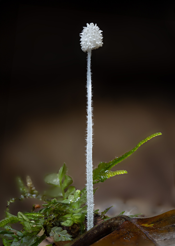 Mycena spinosissima · April 2024 · photo: © alan_rockefeller (iNaturalist, cc-by-sa)