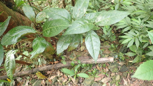 Pisonia umbellifera iNat (1)