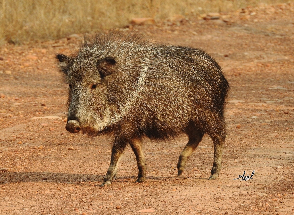 Chacoan Peccary