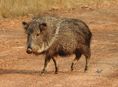 Chacoan Peccary