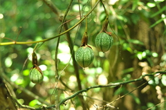 Passiflora miniata