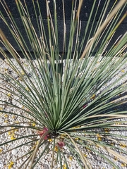 Asparagaceae