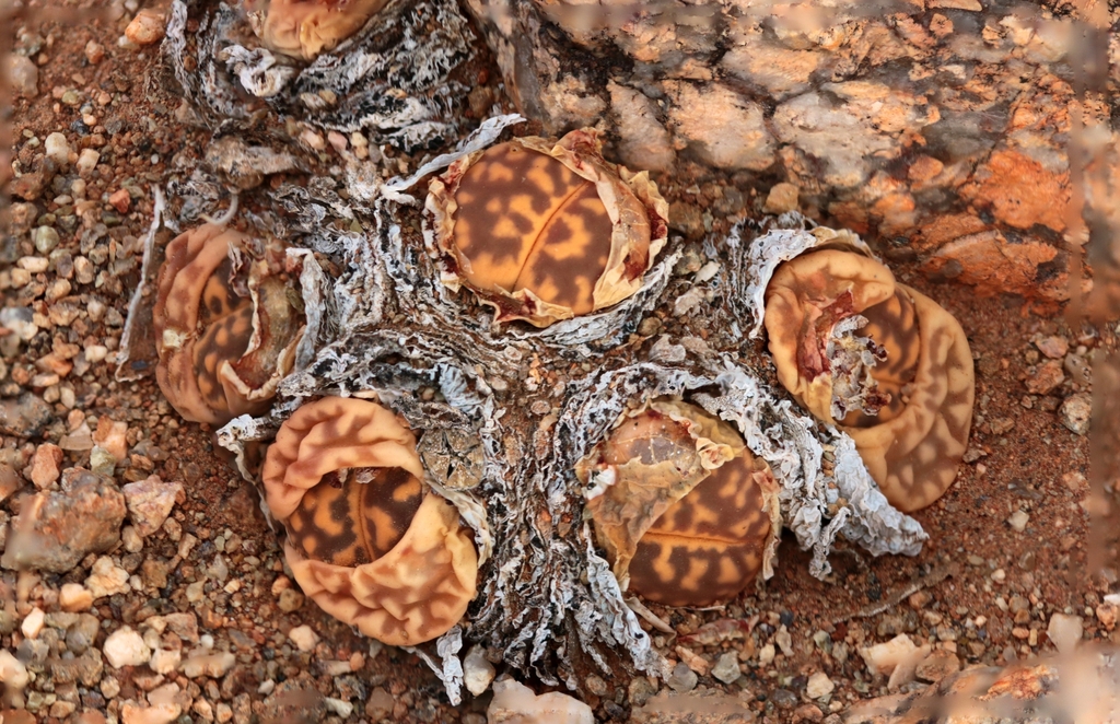 Lithops plants in gritty mineral soil