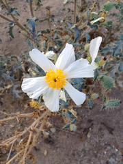 Argemone munita