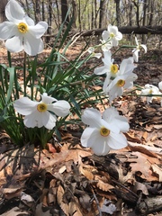 Narcissus poeticus