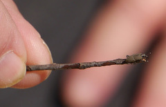 Sphenophorus coesifrons