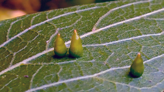 Celticecis spiniformis