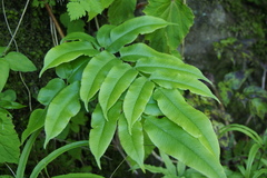 Coniogramme intermedia