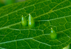 Celticecis spiniformis