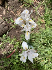 Irideae