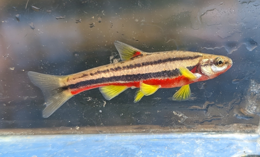 Southern Redbelly Dace