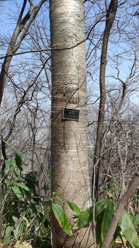 Betula maximowicziana iNat (3)