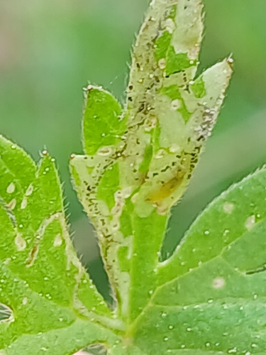 Phytomyza buhriana