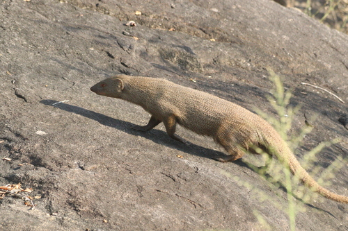 Indian Gray Mongoose