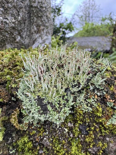 Cladonia