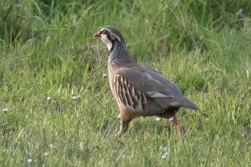 Perdiz roja (Alectoris rufa)
