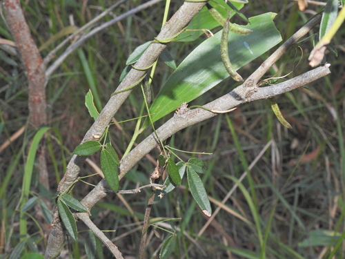 Image of Glycine cyrtoloba by (c) Scott W. Gavins, some rights reserved (CC BY)