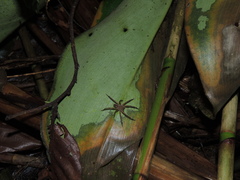 Phoneutria boliviensis