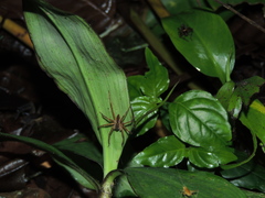 Phoneutria boliviensis