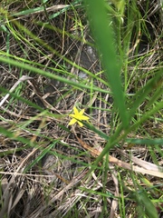 Hypoxis hirsuta