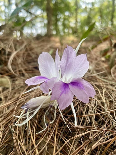 Foto de Bistorta