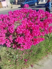 Bougainvillea