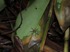 Phoneutria boliviensis