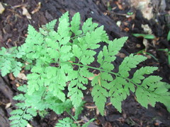 Cystopteris protrusa